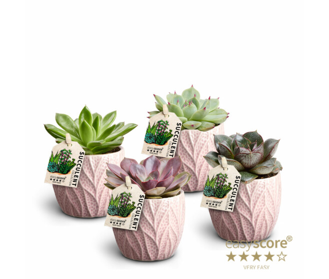 ECHEVERIA CERAM