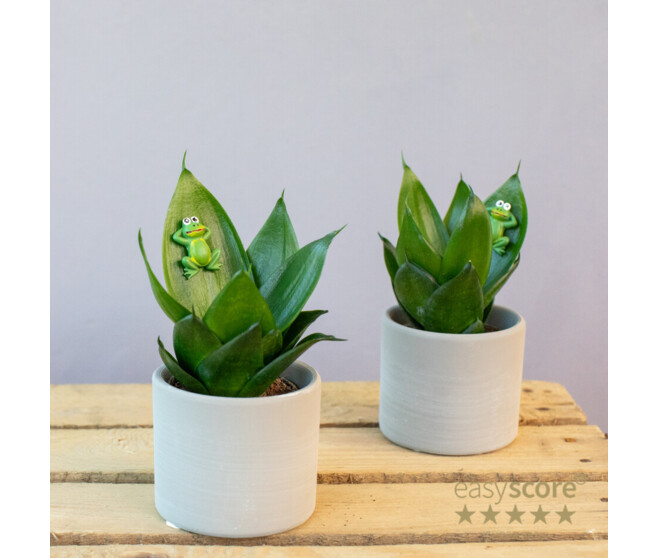 SANSEVIERIA CERAM DECO GRENOUILLE