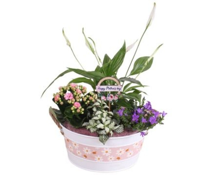 COMPO 4 PLANTES ZINC