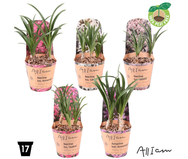 NERINE BOWDENII