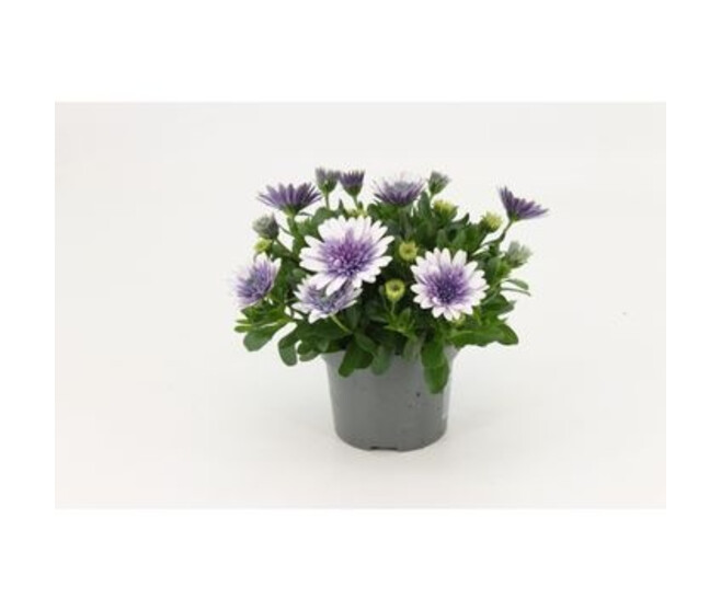 OSTEOSPERMUM SERENITY PINK MAGIC