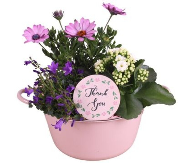 COMPO 3 PLANTES ZINC
