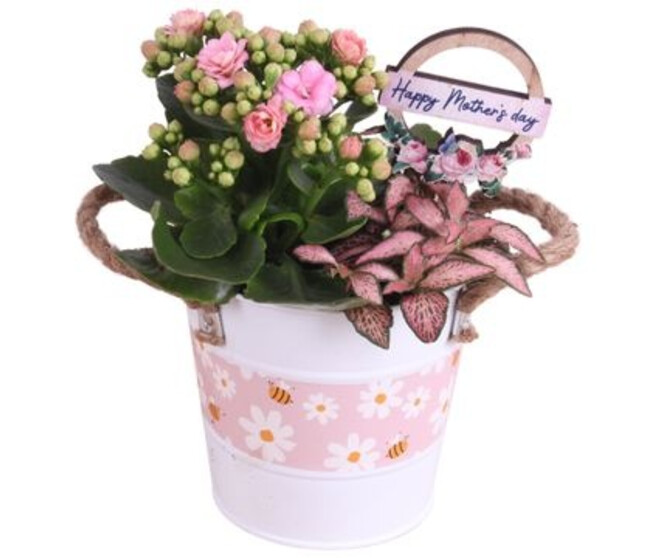 COMPO 2 PLANTES ZINC