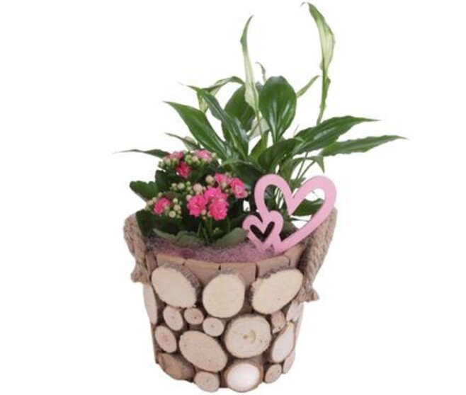 COMPO 2 PLANTES P BOIS