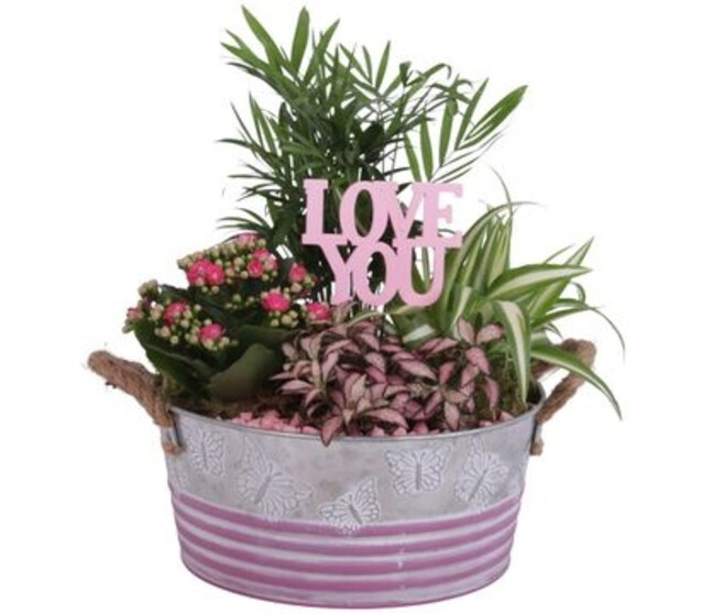 COMPO 4 PLANTES ZINC