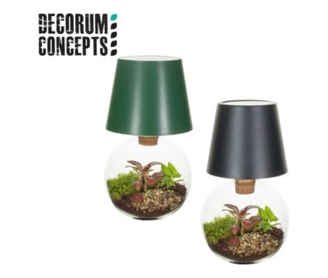COMPO 2 PLANTES TERRARIUM BOCAL