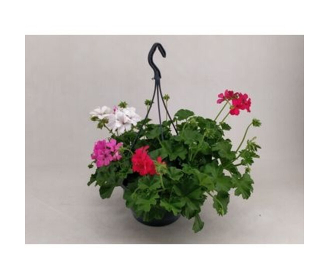GERANIUM MARCADA 3COULEURS SUSP