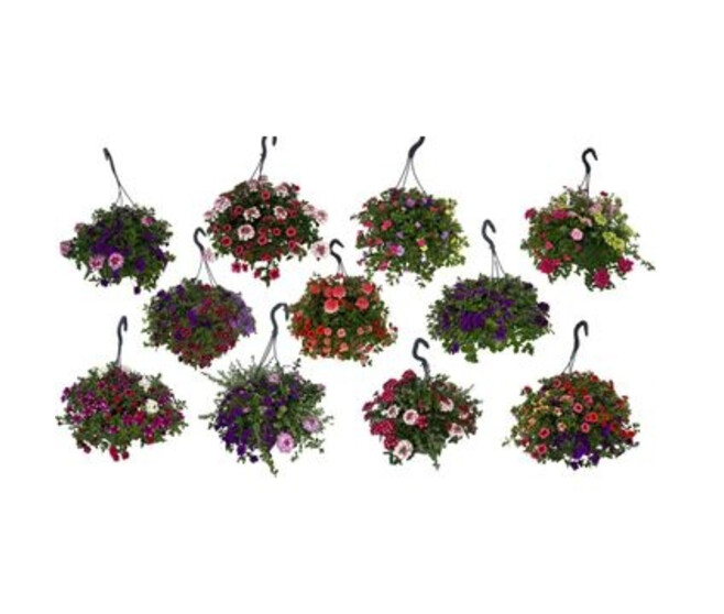 PLANTES MASSIF MELANGE SUSP