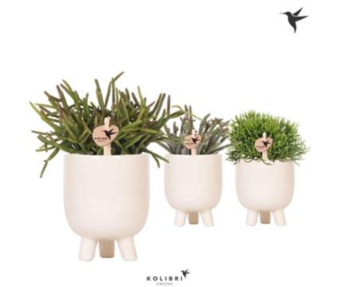 RHIPSALIS CERAM