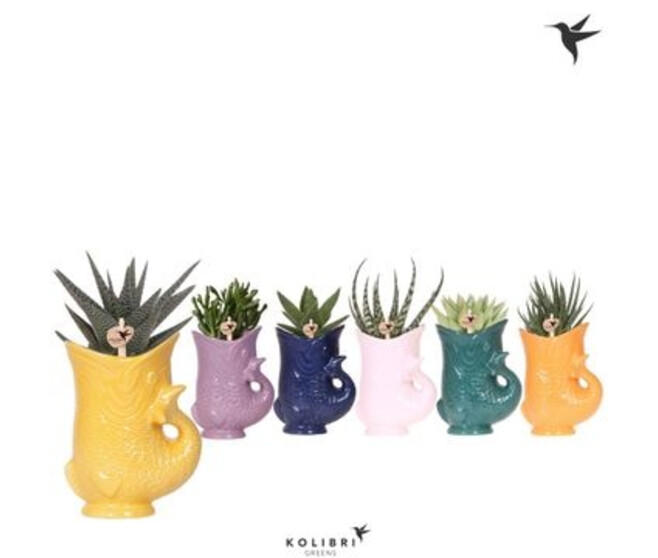 SUCCULENTE VARIEE CERAM