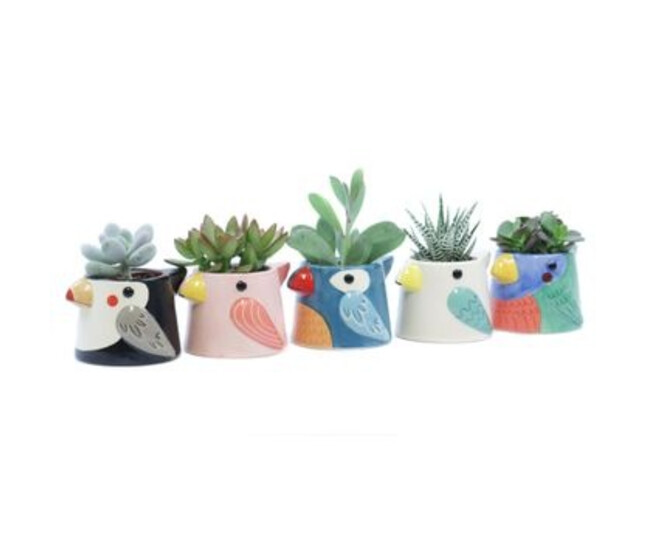 SUCCULENTE VARIEE CERAM