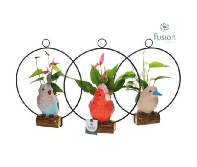 ANTHURIUM OISEAU SUSP