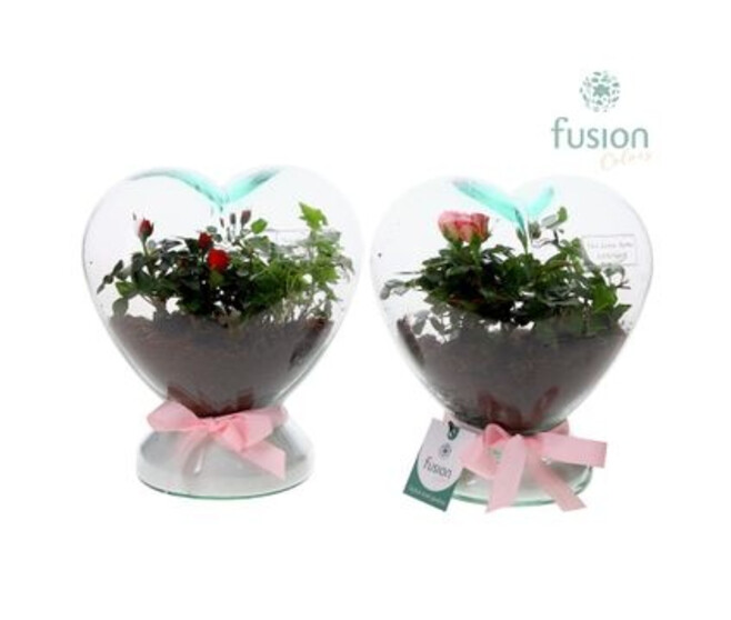 COMPO 2 PLANTES TERRARIUM COEUR