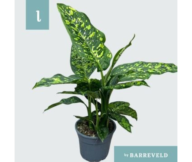 DIEFFENBACHIA SPOTTY