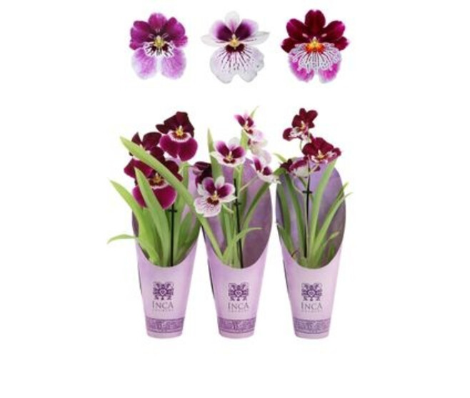 MILTONIA 1BR VARIE