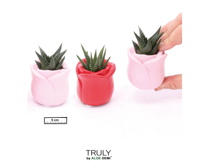 SUCCULENTE CERAM