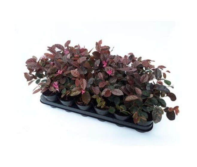 LOROPETALUM FIRE DANCE