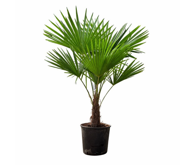 TRACHYCARPUS FORTUNEI