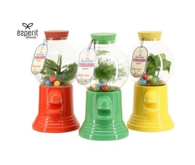 COMPO 1 PLANTE TERRARIUM BONBON