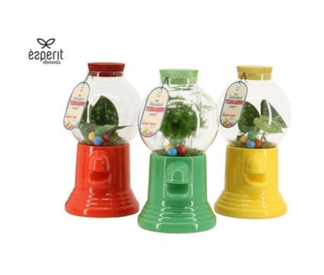 COMPO 1 PLANTE TERRARIUM BONBON