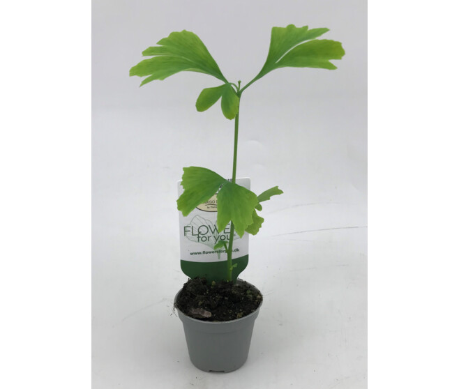GINKGO BILOBA