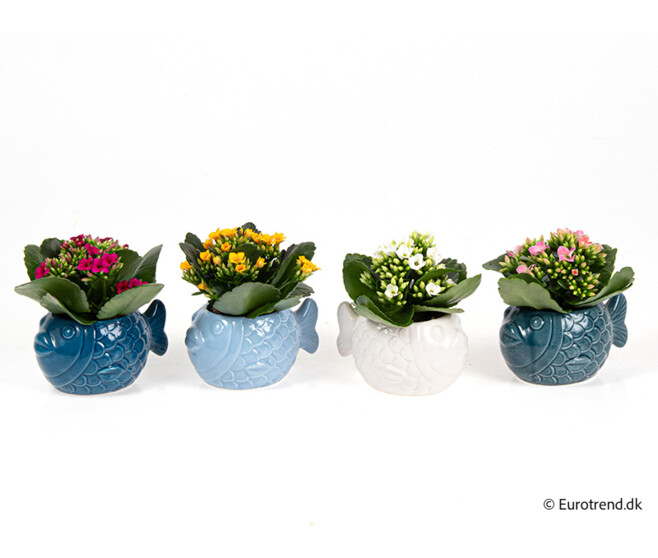 KALANCHOE FL DBLE CERAM POISSON