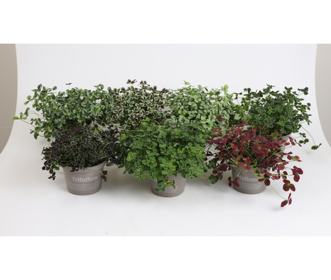 TRIFOLIUM REPENS