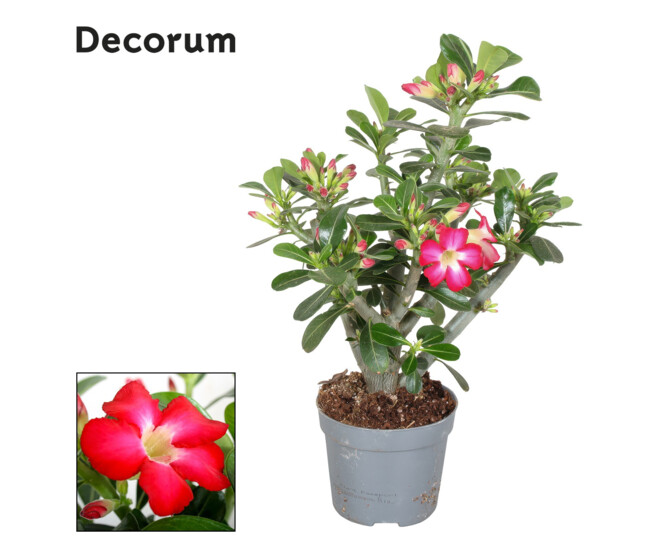 ADENIUM OBESUM