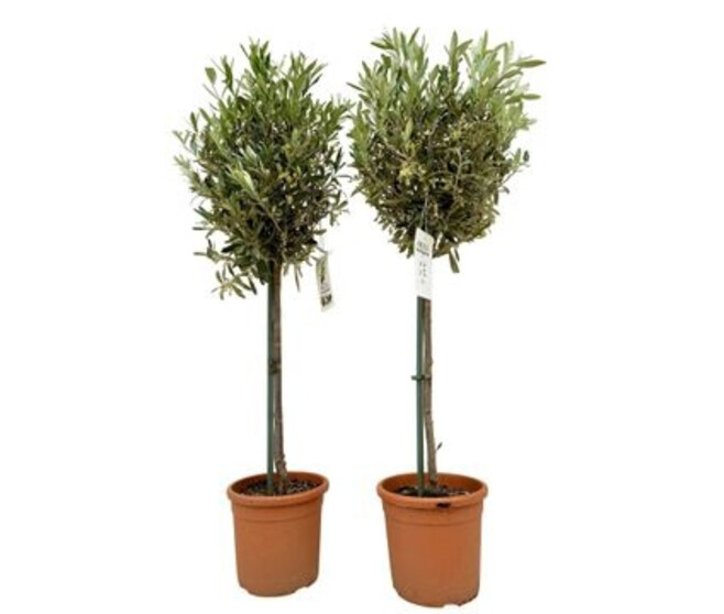 OLEA EUROPEA TIGE
