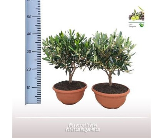OLEA EUROPEA TIGE COUPE