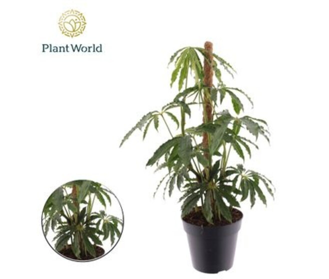 ANTHURIUM POLYSCHISTUM TM