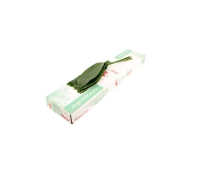 ASPIDISTRA 70CM