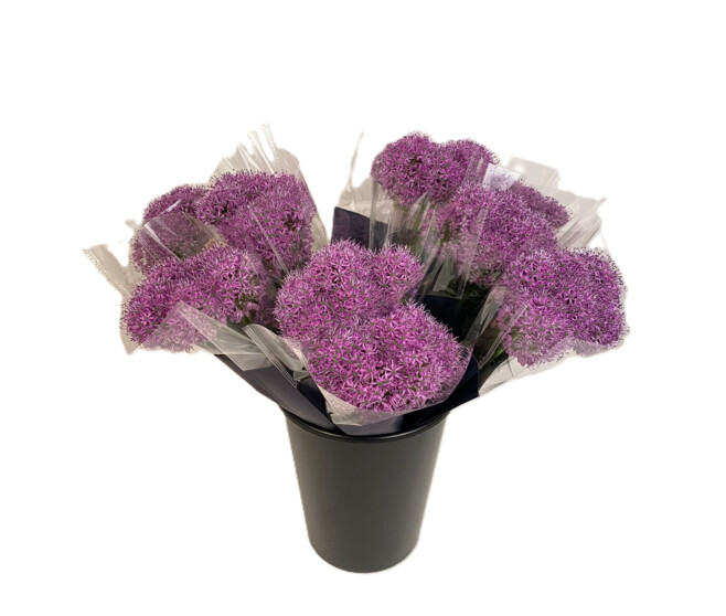 ALLIUM X5