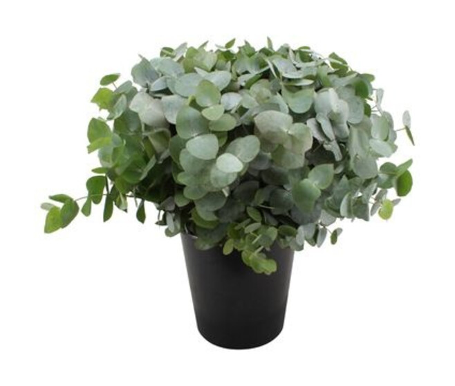 EUCALYPTUS CINEREA X10