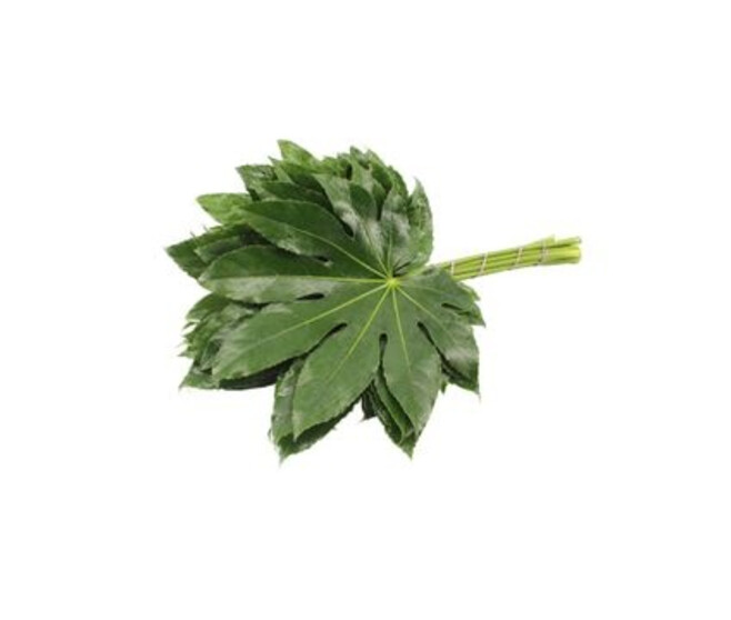 ARALIA JAPONICA X10