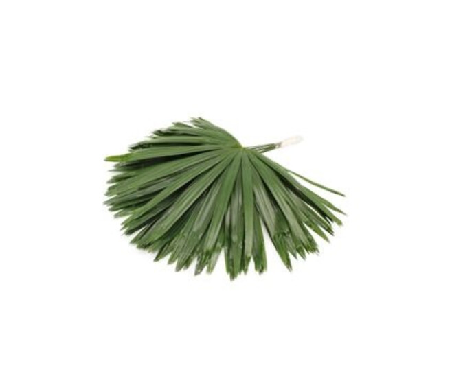 RHAPIS X10