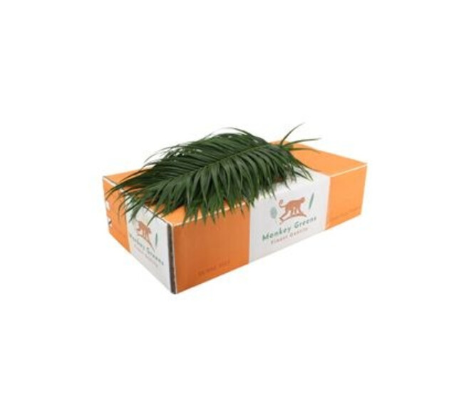 PHOENIX ROEBELENII