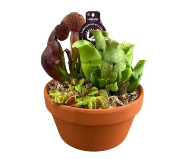 PLANTES CARNIVORES X3 COUPE TERRE