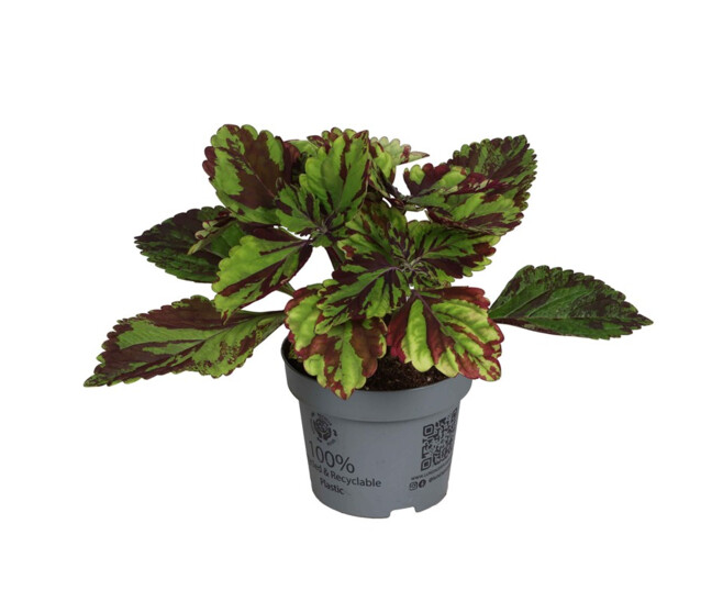 COLEUS GREEN LOLITE