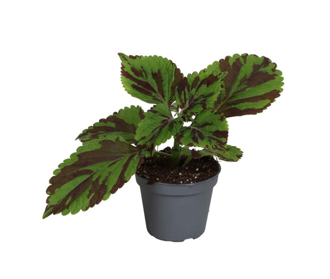 COLEUS GREEN LOLITE