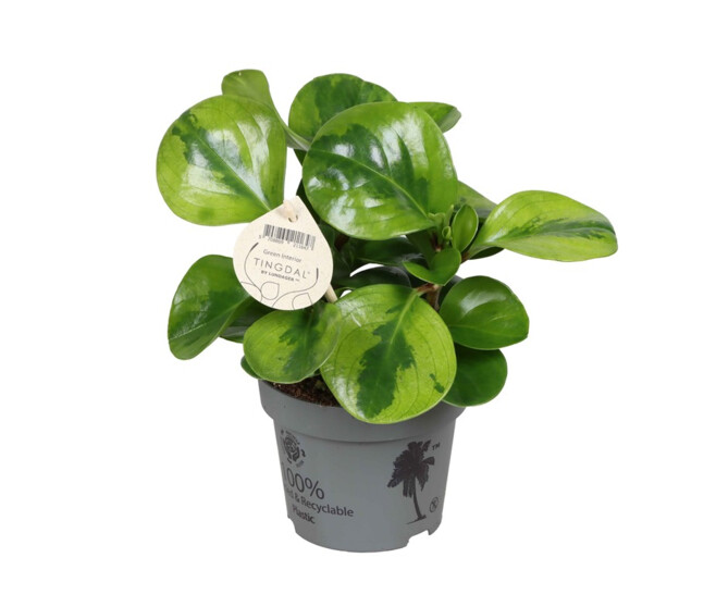 PEPEROMIA OBTUSIFOLIA LIME