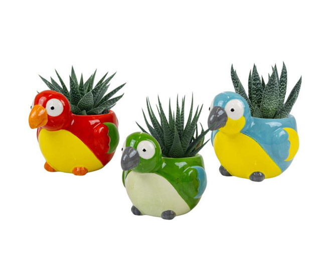 CACTUS HAWORTHIA CERAM OISEAU