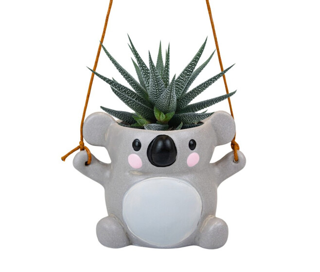 CACTUS HAWORTHIA CERAM KOALA SUSP