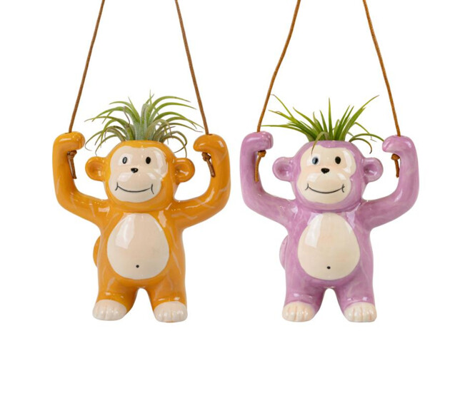 TILLANDSIA CERAM SINGE SUSP
