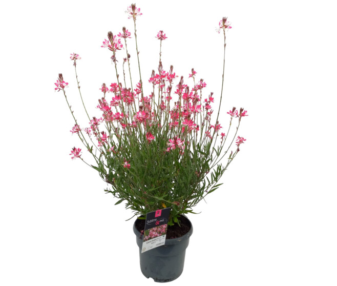 GAURA LINDHEIMERI BELLEZA BICOLOR