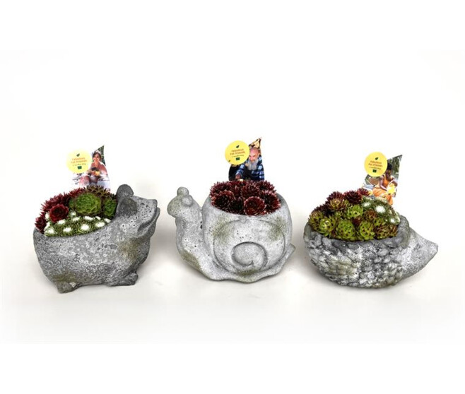 COMPO SEMPERVIVUM BETON ANIMAUX