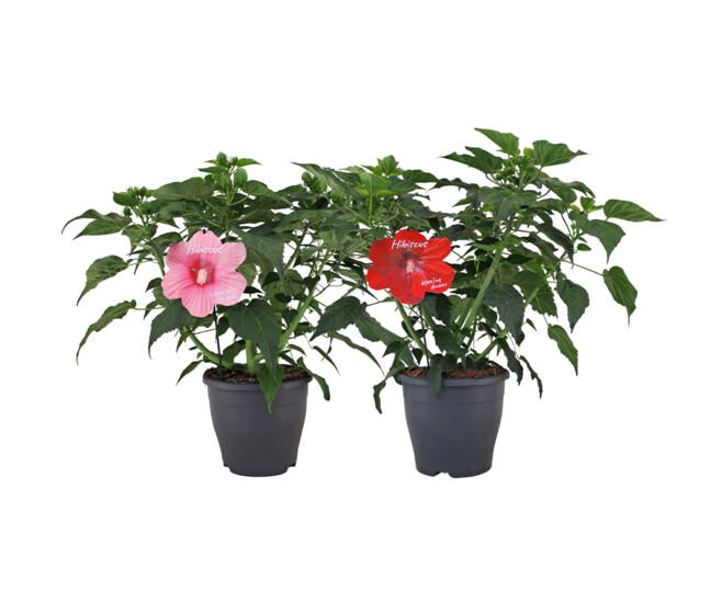 HIBISCUS MOSCHEUTOS EXTREME
