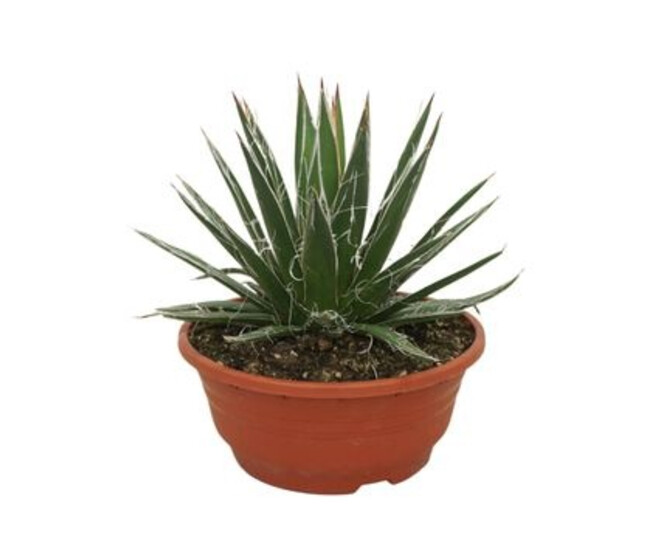 AGAVE FILIFERA COUPE