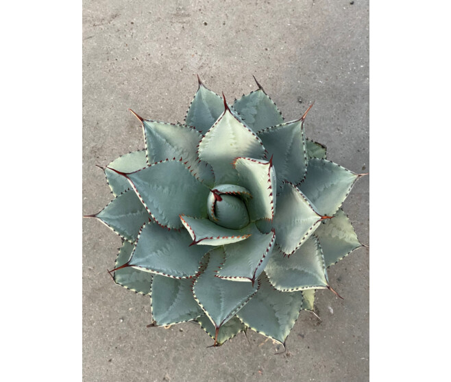 AGAVE POTATORUMA