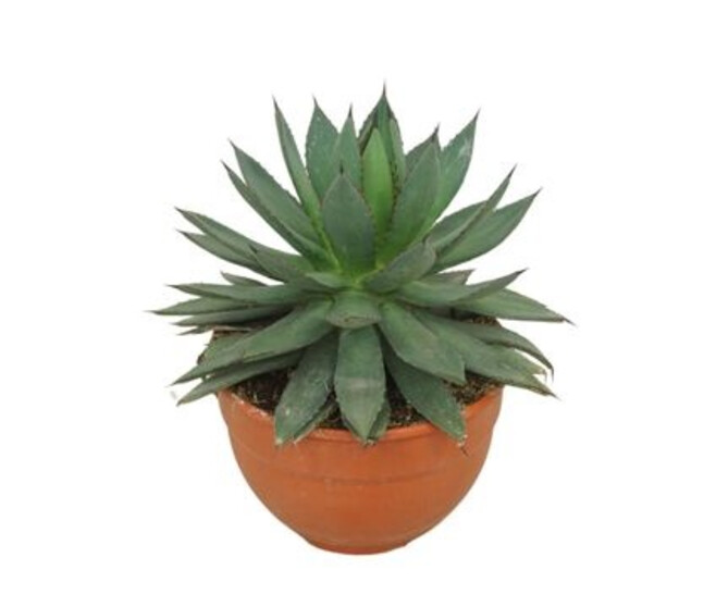 AGAVE RED EDGE